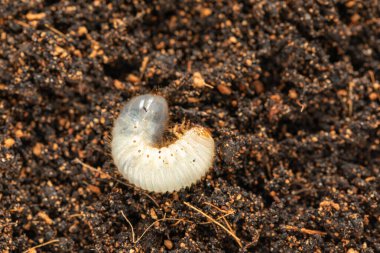 Image of grub worm beetle in garden. Larva close up. Source of protein. Entomology. Food of future. High quality photo