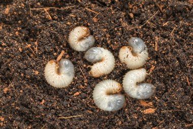 Image of grub worms beetle in garden. Larvae close up. Source of protein. Entomology. Food of future. High quality photo