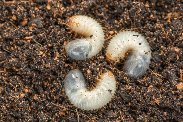 stock image Image of three grub worms beetle in garden. Larvae close up. Source of protein. Entomology. Food of future. High quality photo