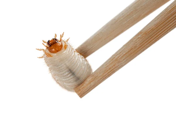 Image Chopsticks Grub Worm Beetle Isolated White Background Larva Close — Stock Photo, Image