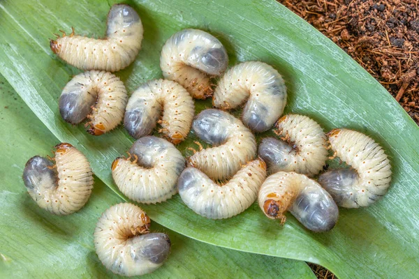 花园里蚯蚓虫的形象 可能会有甲虫幼虫接近 蛋白质的来源 昆虫学 未来的食物 高质量的照片 — 图库照片
