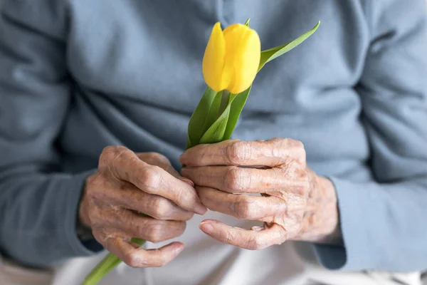 Hände Einer Älteren Frau Mit Einer Gelben Blume Großaufnahme Auf Stockbild
