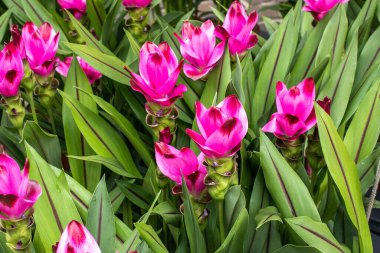 Yabani zerdeçal çiçekleri. Pembe zerdeçal çiçeğinin birçok temel yağı vardır. Curcuma longa bitkisi. Antioksidan ya da bitkisel ilaç, parfüm. Yüksek kalite fotoğraf