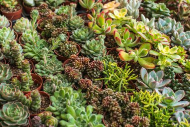 Kaktüs yakın plan, kaktüs arka plan, şişman bitkiler, doğanın çeşitliliği. Yüksek kalite fotoğraf