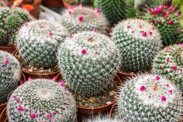 Blooming cacti closeup, cacti background, fat plants, variety of nature. High quality photo