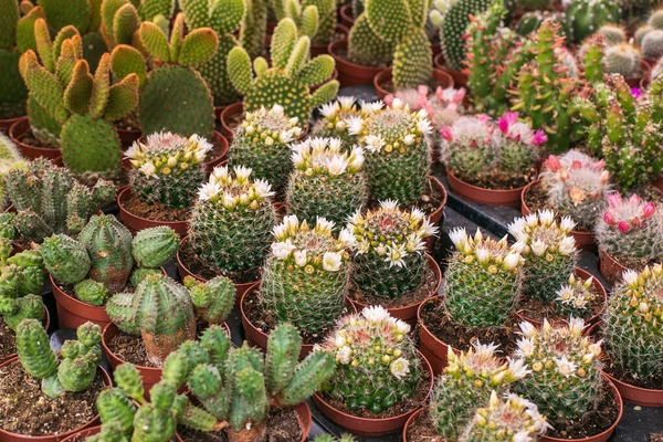 Blooming cacti closeup, cacti background, fat plants, variety of nature. High quality photo