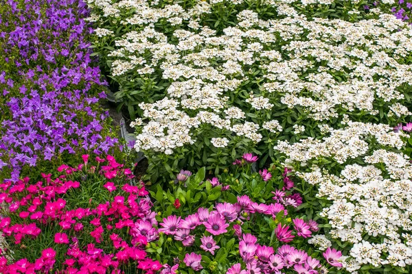 異なる色の春の花の背景 開花植物 お祭り気分の概念 高品質の写真 — ストック写真