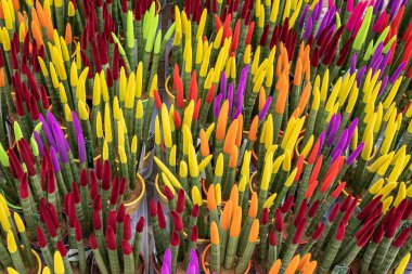 Sansevieria Velvet Touch. Parlak renkli kadife tepeli bir bitki. Silindirik yapraklı ev için dekoratif bitkiler. Yüksek kalite fotoğraf