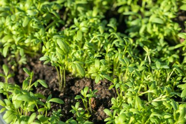 Su teresi salatası yakın plan, arka plan, mikro yeşiller, sağlıklı gıda konsepti. Yeşil ruh hali. Organik yiyecekler. Restoranda yemek pişirme hazırlığı. Sağlıklı beslenme konsepti. Yüksek kalite fotoğraf