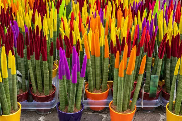 stock image Sansevieria Velvet Touch. Plant with bright colored velvet peaks. Decorative plants for house with cylindrical leaves. High quality photo