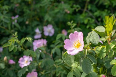 Dikenli çalıların üzerinde yabani gül çiçeğinin yakın plan çekimi. Güneş ışığı. Vahşi gül çiçekleri. Doğadaki çeşitlilik kavramı. Yüksek kalite fotoğraf