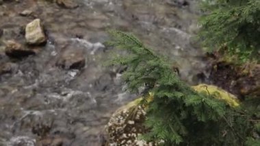 Dağlardan akan dere. Saf dağ suyu. Ağır çekim. Yüksek kaliteli FullHD görüntüler