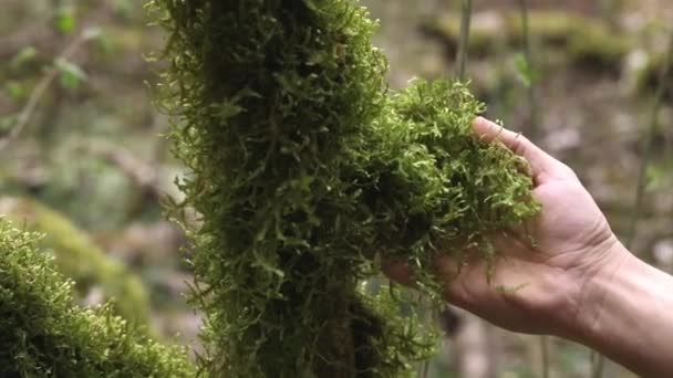 Gros Plan Main Touchant Mousse Verte Arbre Dans Forêt Concept — Video