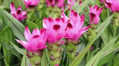 Yabani zerdeçal çiçekleri. Pembe zerdeçal çiçeğinin birçok temel yağı vardır. Curcuma longa bitkisi. Antioksidan ya da bitkisel ilaç, parfüm. Yüksek kalite 4K görüntü