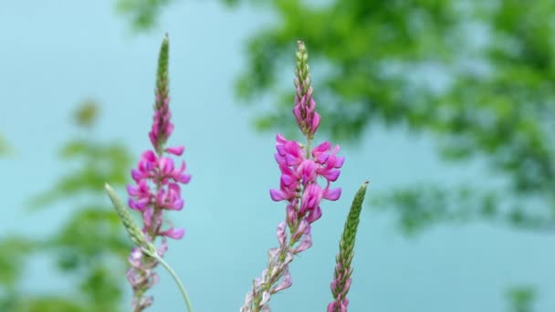 Vaste Plant Lupine Veld Met Roze Paarse Bloemen Stelletje Lupine — Stockvideo