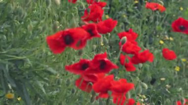 Yeşil çimlerde kırmızı gelincikler. Rüzgarda uçuşan kırmızı gelincikler. Yabani çiçekler. Yüksek kalite 4k görüntü