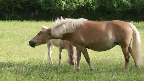 在阳光灿烂的日子里 棕色的马 头戴白色的鬃毛 在绿色的草地上吃着小鹿 Halfinger品种的马是平衡的 强壮的和抵抗的马 高质量的4K镜头 — 图库视频影像