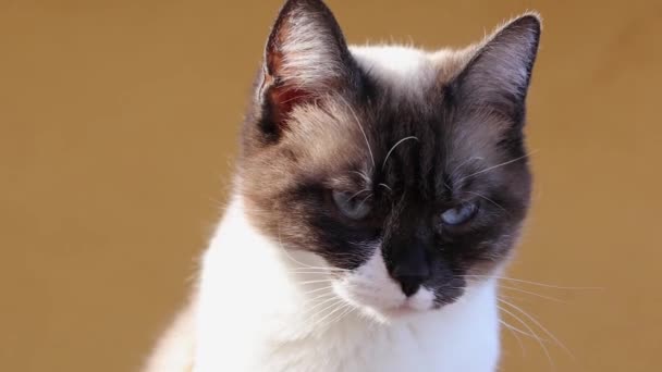 Detailní Záběr Hlavy Siamské Kočky Sluneční Svit Vysoce Kvalitní Záběry — Stock video
