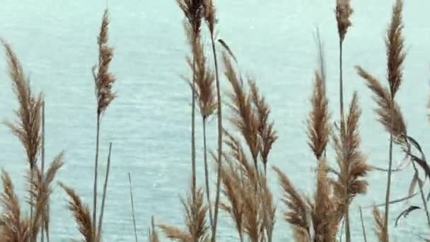 Χρυσή Φθινοπωρινή Ιδέα Ξηρά Φυτά Στο Βάθος Της Λίμνης Στεγνό — Αρχείο Βίντεο