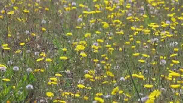有黄色春花的田野 黄色的花朵背景 高质量的4K镜头 — 图库视频影像