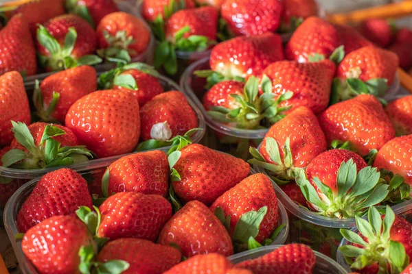 成熟的红草莓近些 草莓用塑料容器包装 有机食品 有机园艺 高质量的照片 — 图库照片