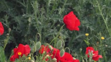 Yeşil çimlerde kırmızı gelincikler. Rüzgarda uçuşan kırmızı gelincikler. Yabani çiçekler. Yüksek kalite 4k görüntü