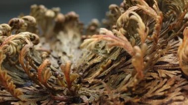  Eriha gülü bitkileri Selaginella lepidophylla, diriltme tesisi. Ön manzara. Makro. Yüksek kalite 4k görüntü