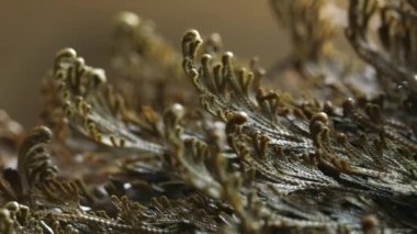  Eriha gülü bitkileri Selaginella lepidophylla, diriltme tesisi. Ön manzara. Makro. Yüksek kalite 4k görüntü