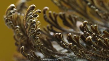  Eriha gülü bitkileri Selaginella lepidophylla, diriltme tesisi. Ön manzara. Makro. Yüksek kalite 4k görüntü