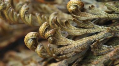  Eriha gülü bitkileri Selaginella lepidophylla, diriltme tesisi. Ön manzara. Makro. Yüksek kalite 4k görüntü
