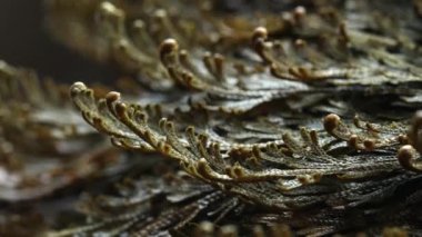  Eriha gülü bitkileri Selaginella lepidophylla, diriltme tesisi. Ön manzara. Makro. Yüksek kalite 4k görüntü