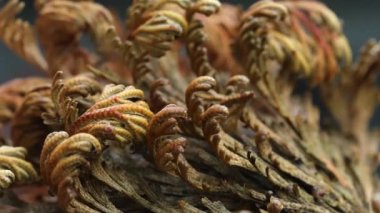  Eriha gülü bitkileri Selaginella lepidophylla, diriltme tesisi. Ön manzara. Makro. Yüksek kalite 4k görüntü