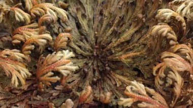  Eriha gülü bitkileri Selaginella lepidophylla, diriltme tesisi. Yukarıdan bak. Makro. Yüksek kalite 4k görüntü