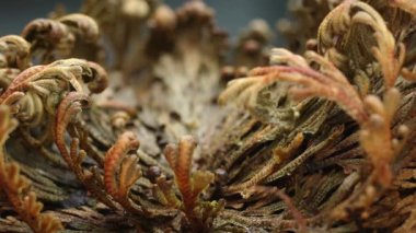  Eriha gülü bitkileri Selaginella lepidophylla, diriltme tesisi. Ön manzara. Makro. Yüksek kalite 4k görüntü