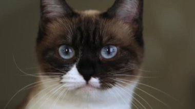 Siyam kedisi, makro ve portresinin namlusuna yakın plan. Yüksek kalite 4k görüntü