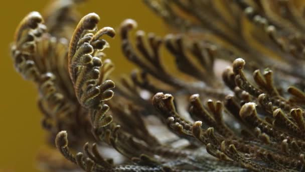 耶利哥玫瑰植物的近缘 小叶斑鸠 复活植物 前面的景色宏观 高质量的4K镜头 — 图库视频影像