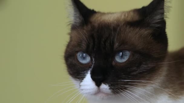 Close Cabeça Focinho Gato Siamês Retrato Imagens Alta Qualidade — Vídeo de Stock