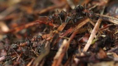 Karınca yuvasında iş ve orman karıncalarının hayatı. Karınca yuvası karıncalarla kaynıyor, yakın çekim. Makro. Yüksek kalite 4k görüntü