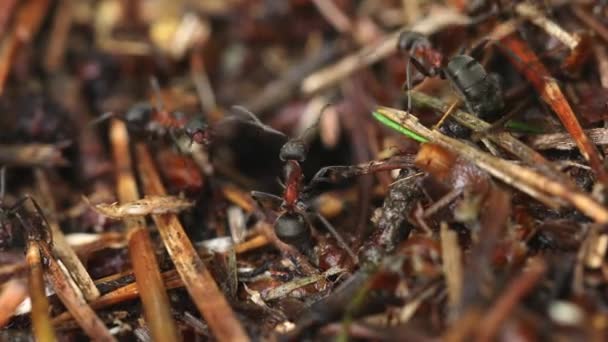 Trabajo Vida Hormigas Del Bosque Hormiguero Hormiguero Está Lleno Hormigas — Vídeo de stock