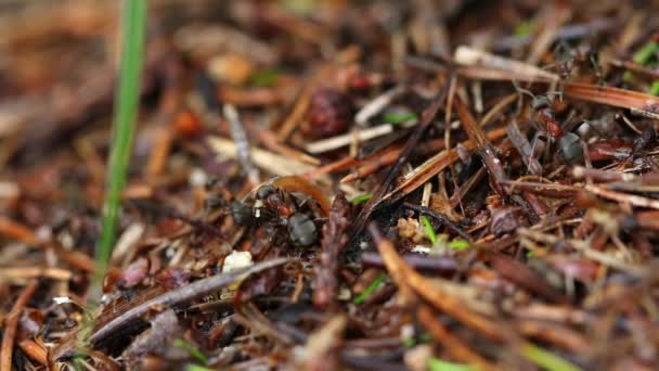蚁丘中的森林蚂蚁的工作和生活 蚁丘上满是蚂蚁 特写镜头 高质量的4K镜头 — 图库视频影像