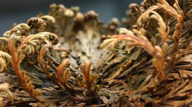  Eriha gülü bitkileri, Selaginella lepidophylla, diriltme tesisi, makro, detaylar. Yukarıdan bak. Yüksek kalite fotoğraf