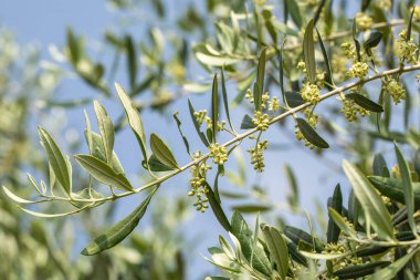 Zeytin ağacı açar, bir zeytin ağacının dallarındaki çiçekler yakın plan, ilkbahar, doğa, seçici odak, mavi bir gökyüzü. Yüksek kalite fotoğraf