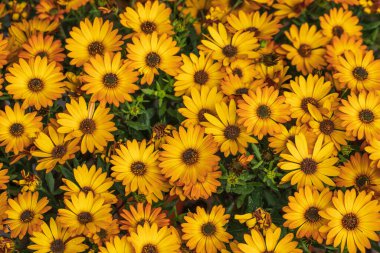 Margherite sarı çiçekleri yakın çekim, güneş ışığı, yaz, tatil, tebrikler, iyi ruh hali, çiçek arka planı. Yüksek kalite fotoğraf