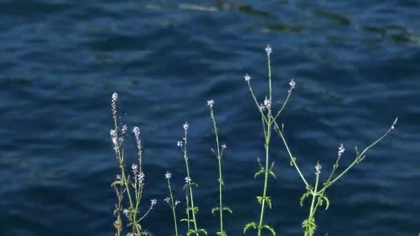 Lato Rośliny Małymi Purpurowymi Kwiatami Tle Błękitnego Jeziora Wody Strzał — Wideo stockowe