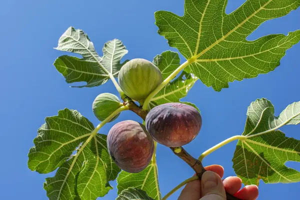 Figs fruits on the tree branch, figs agains the blue sky, closeup, raw sweet figs, organic food, selective focus, blurred. High quality photo