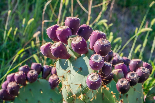 Kaktusfeigenkaktus Mit Vielen Lila Früchten Nahaufnahme Sonnenlicht Hochwertiges Foto — Stockfoto
