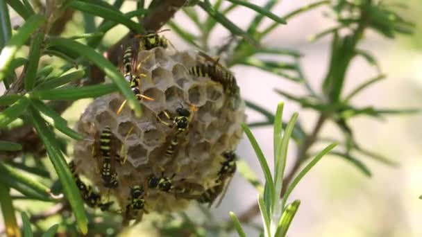ワスプの巣が近づいて 巣にいるハチの家族が 高品質の4K映像 — ストック動画