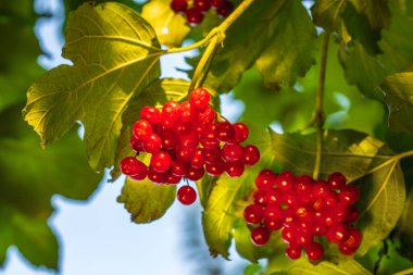 Yaklaşan viburum demetleri, güneş ışığı, sulu böğürtlen, kırmızı viburyum vitamin kaynağı. Yüksek kalite fotoğraf