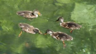 Vahşi ördek yavruları gölde yüzer, su kuşu. Yüksek kalite 4k görüntü