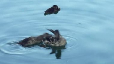 Bir vahşi ördek ailesi gölde yüzüyor, su kuşu. Yüksek kalite 4k görüntü